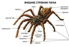 Класс паукообразные или арахниды (arachnida) Паукообразные развитие с метаморфозом