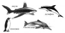 Доказательства эволюции Зубы акулы и кошки аналоги или гомологи