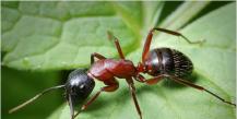 Исследовательская работа «Муравьи Исследовательская работа роль муравьев в природе